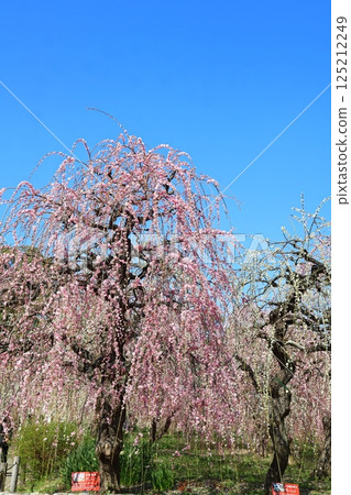 藍天下盛開的垂枝梅花 125212249
