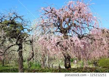 藍天下盛開的垂枝梅花 125212251