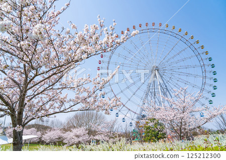 萬博紀念公園、摩天輪和盛開的櫻花(愛知縣長久手市) 萬博紀念公園、摩天輪和盛開的櫻花(愛知縣長久手市) 125212300