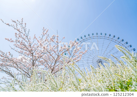 Expo 2005 Commemorative Park, Ferris wheel and cherry blossoms in full bloom (Nagakute, Aichi Prefecture) Expo 2005 Commemorative Park, Ferris wheel and cherry blossoms in full bloom (Nagakute, Aichi Prefecture) 125212304