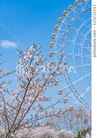 Expo 2005 Commemorative Park, Ferris wheel and cherry blossoms in full bloom (Nagakute, Aichi Prefecture) 125212311