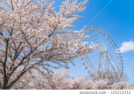萬博紀念公園、摩天輪和盛開的櫻花（愛知縣長久手市） 125212312
