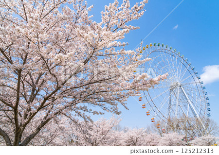 萬博紀念公園、摩天輪和盛開的櫻花(愛知縣長久手市) 萬博紀念公園、摩天輪和盛開的櫻花(愛知縣長久手市) 125212313