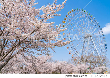 萬博紀念公園、摩天輪和盛開的櫻花（愛知縣長久手市） 125212314