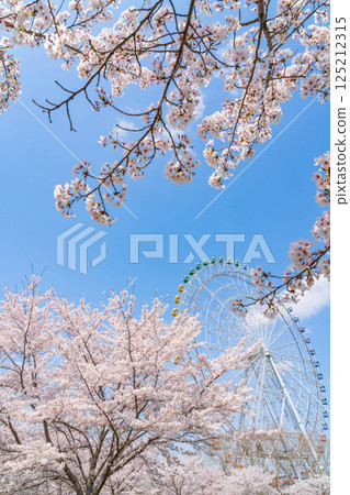 Expo 2005 Commemorative Park, Ferris wheel and cherry blossoms in full bloom (Nagakute, Aichi Prefecture) 125212315