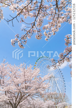 萬博紀念公園、摩天輪和盛開的櫻花(愛知縣長久手市) 萬博紀念公園、摩天輪和盛開的櫻花(愛知縣長久手市) 125212316