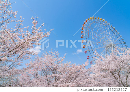 Expo 2005 Commemorative Park, Ferris wheel and cherry blossoms in full bloom (Nagakute, Aichi Prefecture) Expo 2005 Commemorative Park, Ferris wheel and cherry blossoms in full bloom (Nagakute, Aichi Prefecture) 125212327