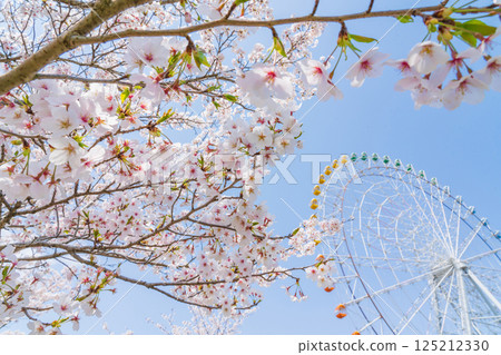 萬博紀念公園、摩天輪和盛開的櫻花(愛知縣長久手市) 萬博紀念公園、摩天輪和盛開的櫻花(愛知縣長久手市) 125212330