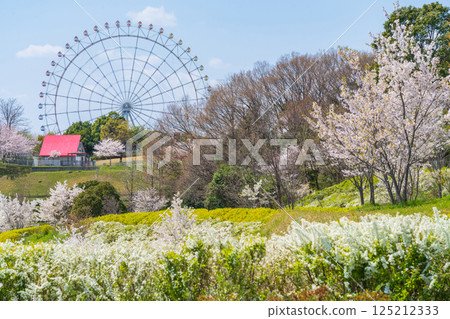 Expo 2005 Commemorative Park, Ferris wheel and cherry blossoms in full bloom (Nagakute, Aichi Prefecture) Expo 2005 Commemorative Park, Ferris wheel and cherry blossoms in full bloom (Nagakute, Aichi Prefecture) 125212333