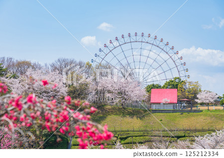 Expo 2005 Commemorative Park, Ferris wheel and cherry blossoms in full bloom (Nagakute, Aichi Prefecture) Expo 2005 Commemorative Park, Ferris wheel and cherry blossoms in full bloom (Nagakute, Aichi Prefecture) 125212334
