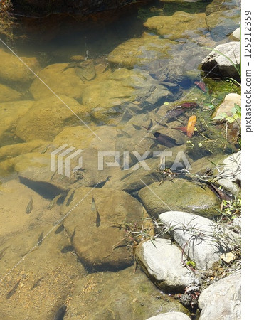 Medaka in the pond Medaka in the pond 125212359