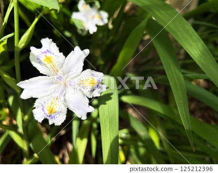 陽光普照的鳶尾花的特寫 125212396