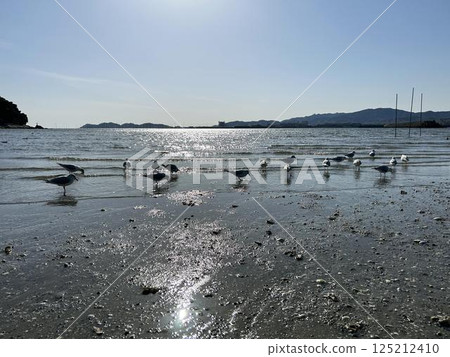 海鷗聚集在灘塗和藍天上 海鷗聚集在灘塗和藍天上 125212410