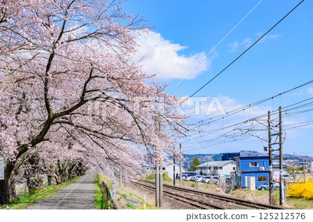Ichimoku Senbonzakura, Ogawara Town, Miyagi Prefecture Ichimoku Senbonzakura, Ogawara Town, Miyagi Prefecture 125212576