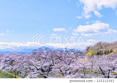宮城縣小河原町市目千本櫻 宮城縣小河原町市目千本櫻 125212581