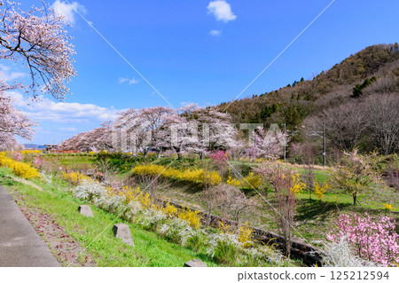 Ichimoku Senbonzakura, Ogawara Town, Miyagi Prefecture Ichimoku Senbonzakura, Ogawara Town, Miyagi Prefecture 125212594