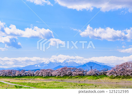 Ichimoku Senbonzakura, Ogawara Town, Miyagi Prefecture Ichimoku Senbonzakura, Ogawara Town, Miyagi Prefecture 125212595