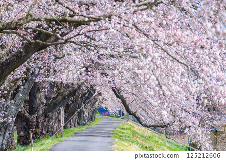 宮城縣小河原町市目千本櫻 125212606