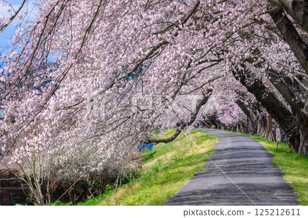宮城縣小河原町市目千本櫻 125212611