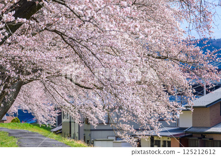 Ichimoku Senbonzakura, Ogawara Town, Miyagi Prefecture 125212612
