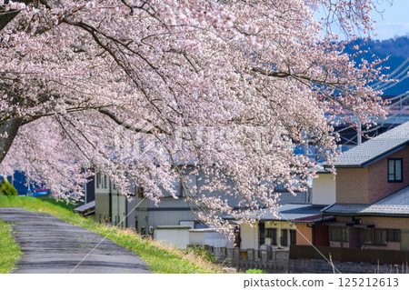 Ichimoku Senbonzakura, Ogawara Town, Miyagi Prefecture Ichimoku Senbonzakura, Ogawara Town, Miyagi Prefecture 125212613
