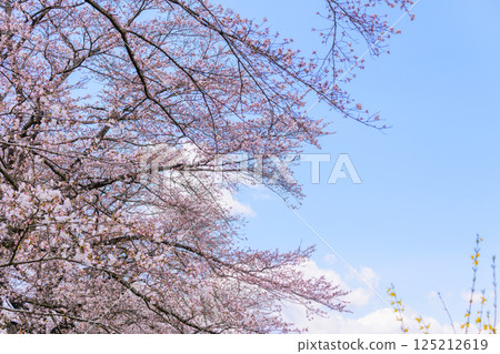 宮城縣小河原町市目千本櫻 宮城縣小河原町市目千本櫻 125212619