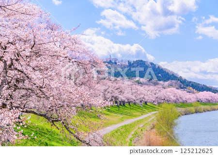 Ichimoku Senbonzakura, Ogawara Town, Miyagi Prefecture Ichimoku Senbonzakura, Ogawara Town, Miyagi Prefecture 125212625