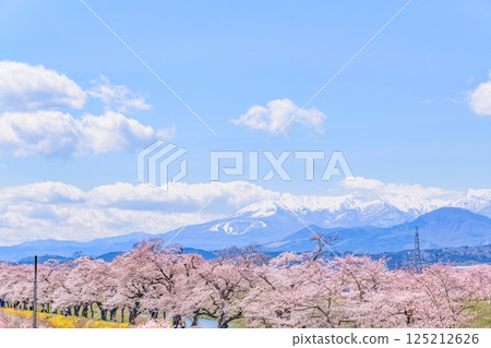 Ichimoku Senbonzakura, Ogawara Town, Miyagi Prefecture 125212626