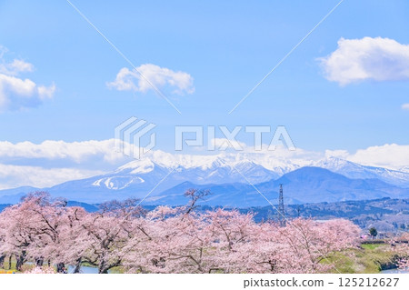 Ichimoku Senbonzakura, Ogawara Town, Miyagi Prefecture Ichimoku Senbonzakura, Ogawara Town, Miyagi Prefecture 125212627