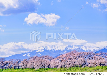 Ichimoku Senbonzakura, Ogawara Town, Miyagi Prefecture 125212642