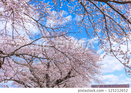 Ichimoku Senbonzakura, Ogawara Town, Miyagi Prefecture Ichimoku Senbonzakura, Ogawara Town, Miyagi Prefecture 125212652