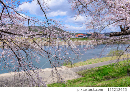 Ichimoku Senbonzakura, Ogawara Town, Miyagi Prefecture 125212653