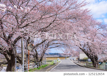 Ichimoku Senbonzakura, Ogawara Town, Miyagi Prefecture Ichimoku Senbonzakura, Ogawara Town, Miyagi Prefecture 125212654