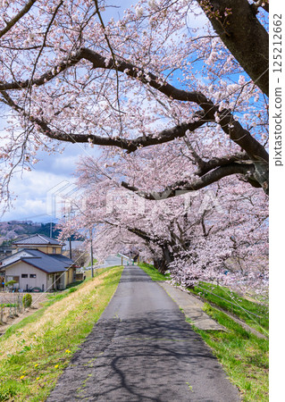 宮城縣小河原町市目千本櫻 125212662