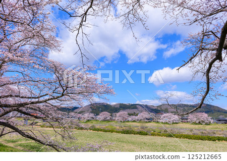 宮城縣小河原町市目千本櫻 宮城縣小河原町市目千本櫻 125212665
