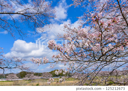 Ichimoku Senbonzakura, Ogawara Town, Miyagi Prefecture 125212673