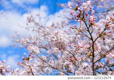 宮城縣小河原町市目千本櫻 125212674