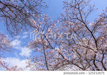 宮城縣小河原町市目千本櫻 宮城縣小河原町市目千本櫻 125212675