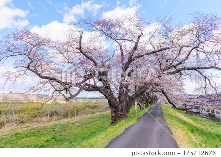 宮城縣小河原町市目千本櫻 宮城縣小河原町市目千本櫻 125212676