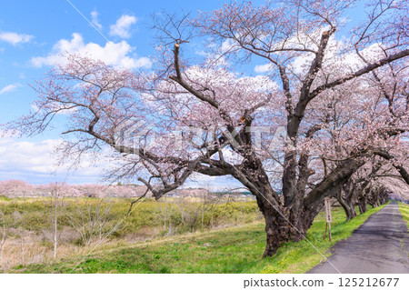 宮城縣小河原町市目千本櫻 125212677