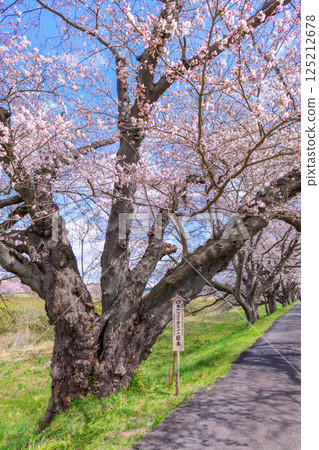 Ichimoku Senbonzakura, Ogawara Town, Miyagi Prefecture 125212678