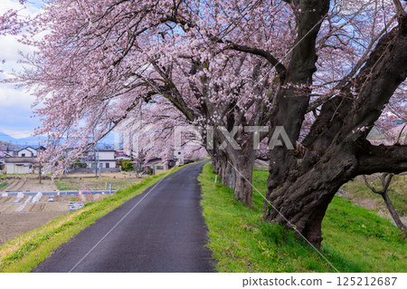 Ichimoku Senbonzakura, Ogawara Town, Miyagi Prefecture Ichimoku Senbonzakura, Ogawara Town, Miyagi Prefecture 125212687