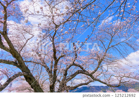Ichimoku Senbonzakura, Ogawara Town, Miyagi Prefecture 125212692