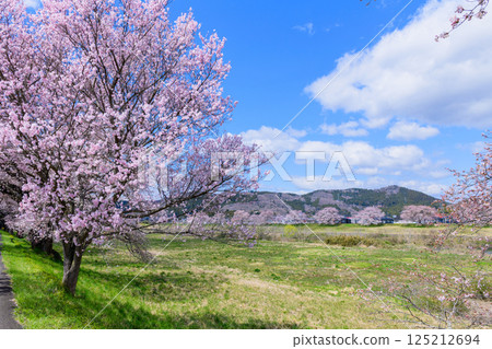 Ichimoku Senbonzakura, Ogawara Town, Miyagi Prefecture Ichimoku Senbonzakura, Ogawara Town, Miyagi Prefecture 125212694