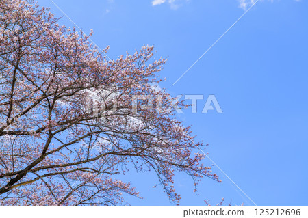 宮城縣小河原町市目千本櫻 宮城縣小河原町市目千本櫻 125212696