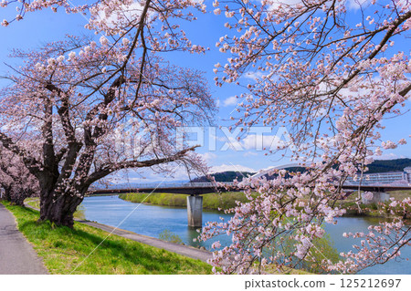 Ichimoku Senbonzakura, Ogawara Town, Miyagi Prefecture Ichimoku Senbonzakura, Ogawara Town, Miyagi Prefecture 125212697