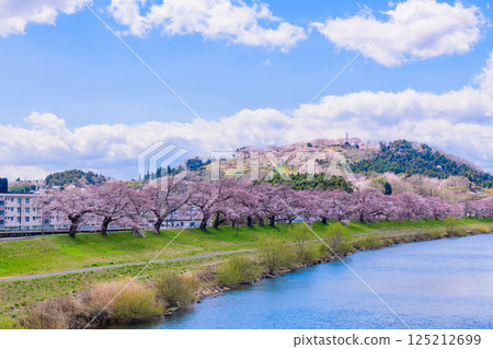 Ichimoku Senbonzakura, Ogawara Town, Miyagi Prefecture Ichimoku Senbonzakura, Ogawara Town, Miyagi Prefecture 125212699