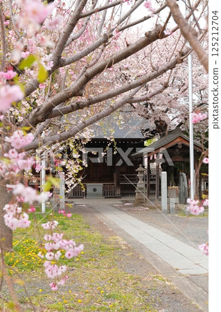 Cherry blossoms of Musashi Fuchu Kumano Shrine 125212704