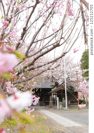 Cherry blossoms of Musashi Fuchu Kumano Shrine 125212705