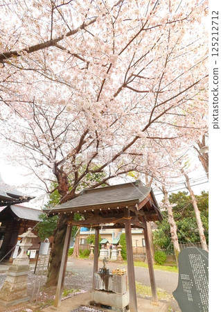Musashi Fuchu Kumano Shrine的櫻花 125212712